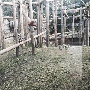 Asian Domain- Orangutan