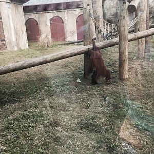 Asian Domain- Orangutan