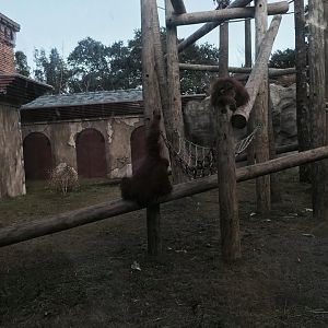 Asian Domain- Orangutan