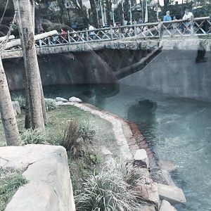 Asian Domain- Orangutan