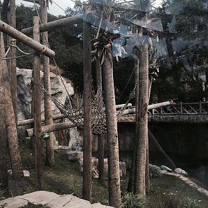 Asian Domain- Orangutan