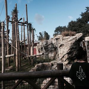 Asian Domain- Orangutan