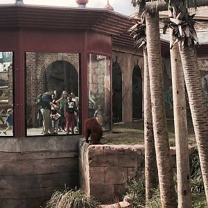 Asian Domain- Orangutan