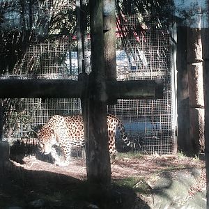 Jaguar Jungle- Jaguar