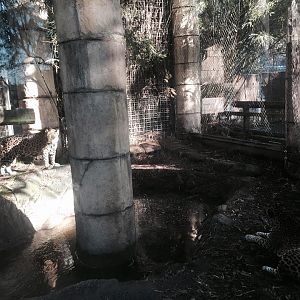 Jaguar Jungle- Jaguar