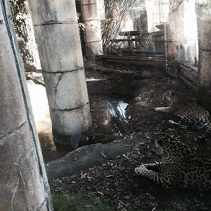 Jaguar Jungle- Jaguar