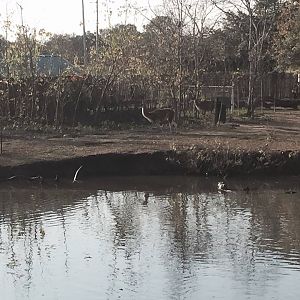 South American Pampas- Guanaco/Rhea/Capybara/Baird's Tapir