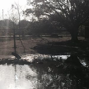South American Pampas- Guanaco/Rhea/Capybara/Baird's Tapir