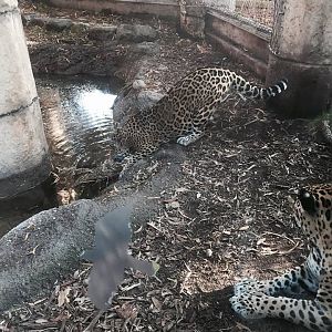 Jaguar Jungle- Jaguar