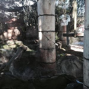 Jaguar Jungle- Jaguar