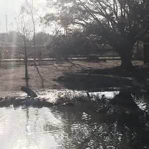 South American Pampas