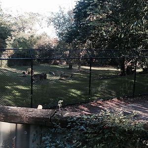 South American Pampas- Maned Wolf/Giant Anteater