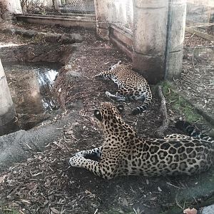 Jaguar Jungle- Jaguar