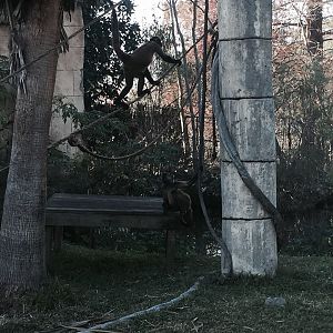 Jaguar Jungle- Spider Monkey