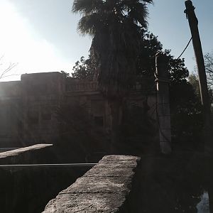 Jaguar Jungle- Spider Monkey