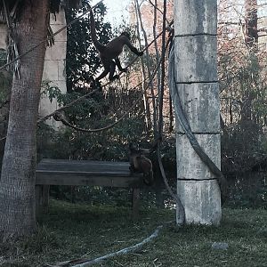 Jaguar Jungle- Spider Monkey