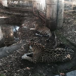 Jaguar Jungle- Jaguar