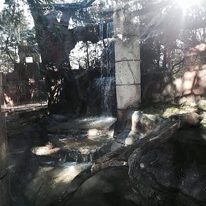 Jaguar Jungle- Jaguar