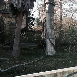 Jaguar Jungle- Spider Monkey