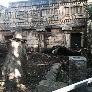 Jaguar Jungle- Giant Anteater