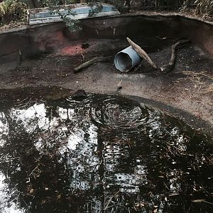 Louisiana Swamp- Nutria