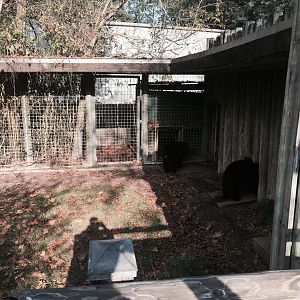 Louisiana Swamp- Black Bear