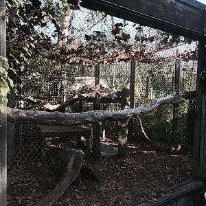 Louisiana Swamp- Cougar