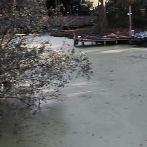 Louisiana Swamp- American Alligator