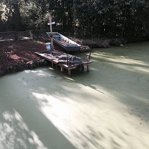 Louisiana Swamp- American Alligator