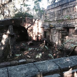 Jaguar Jungle- Giant Anteater