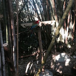 Jaguar Jungle- Macaw