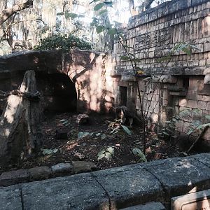 Jaguar Jungle- Giant Anteater