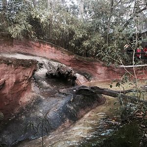 Louisiana Swamp- River Otter