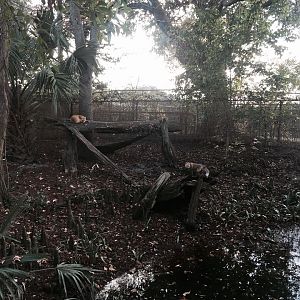 Louisiana Swamp- Fox