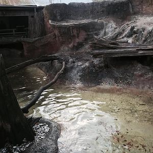 Louisiana Swamp- River Otter
