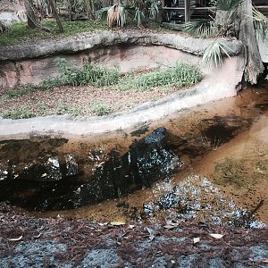 Louisiana Swamp- American Alligator