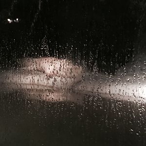 Louisiana Swamp- White Alligator