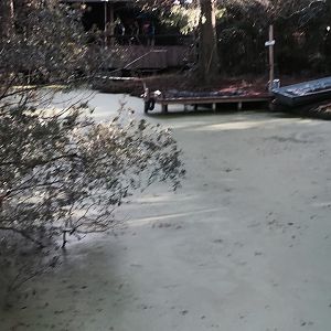Louisiana Swamp- American Alligator