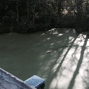 Louisiana Swamp- American Alligator