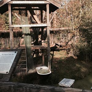 Louisiana Swamp- Black Bear