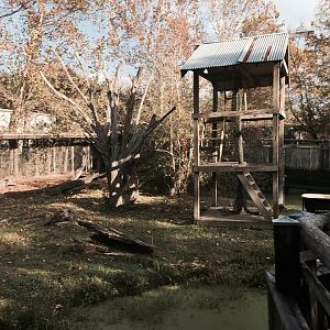 Louisiana Swamp- Black Bear