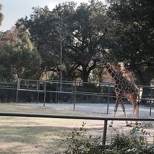 African Savanna- Giraffe