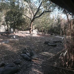 African Savanna- African Wild Dog