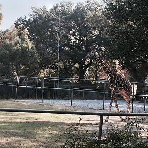 African Savanna- Giraffe