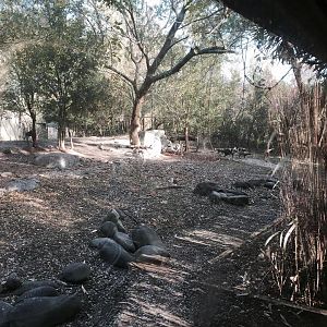 African Savanna- African Wild Dog