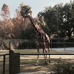 African Savanna- Giraffe
