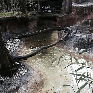 Louisiana Swamp- River Otter