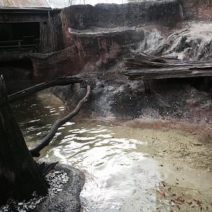 Louisiana Swamp- River Otter