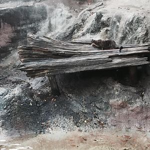 Louisiana Swamp- River Otter