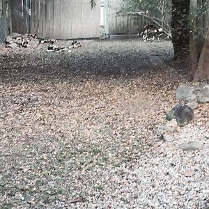 African Savanna- African Wild Dog